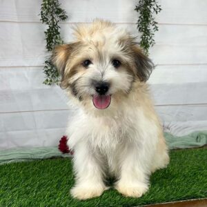 Havanese puppy sitting on the grass
