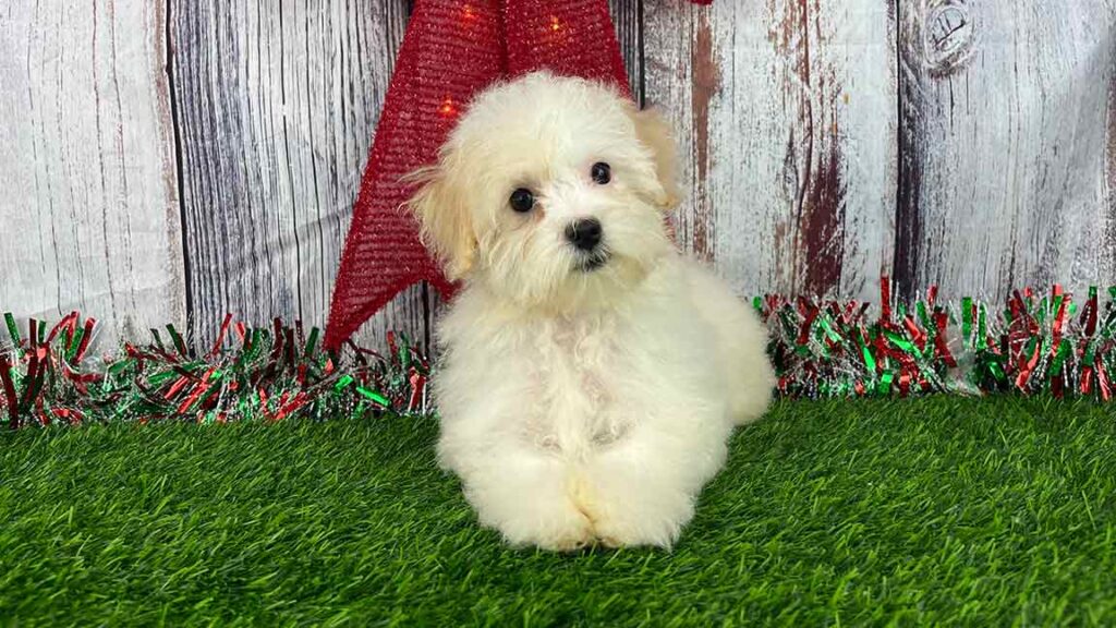 Puppy with white Havanese dog color, lying on the grass