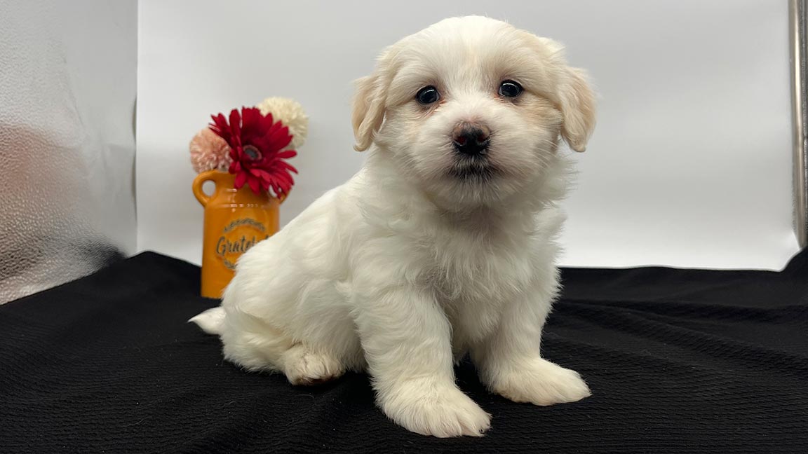 White Havanese dog sitting on a black blanket