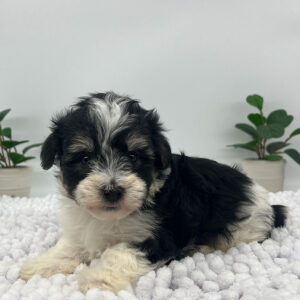 Havanese puppy after his ear cleaning routine, relaxing on the bed
