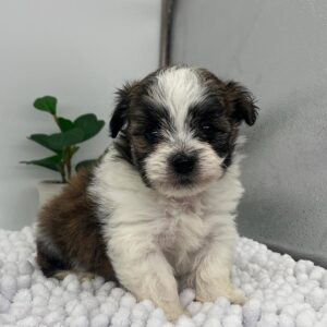 Havanese puppy for sale at Havana Luxe puppy