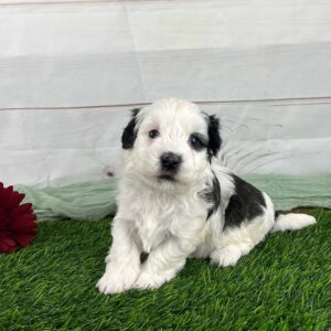 A black and white puppy who suffered from Havanese ear infections before settling into a good routine for ear care