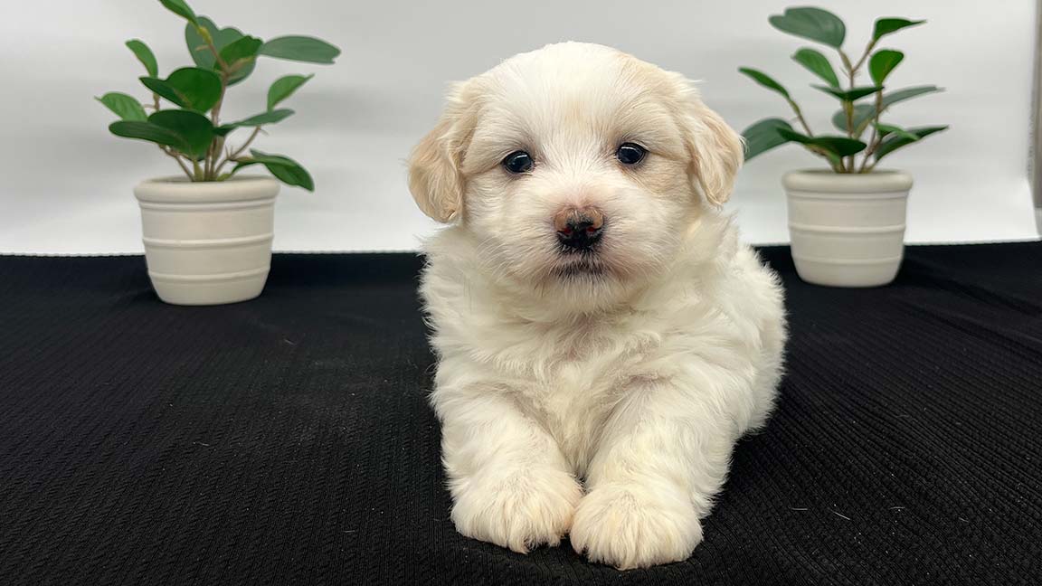 White Havanese puppy in between two plants