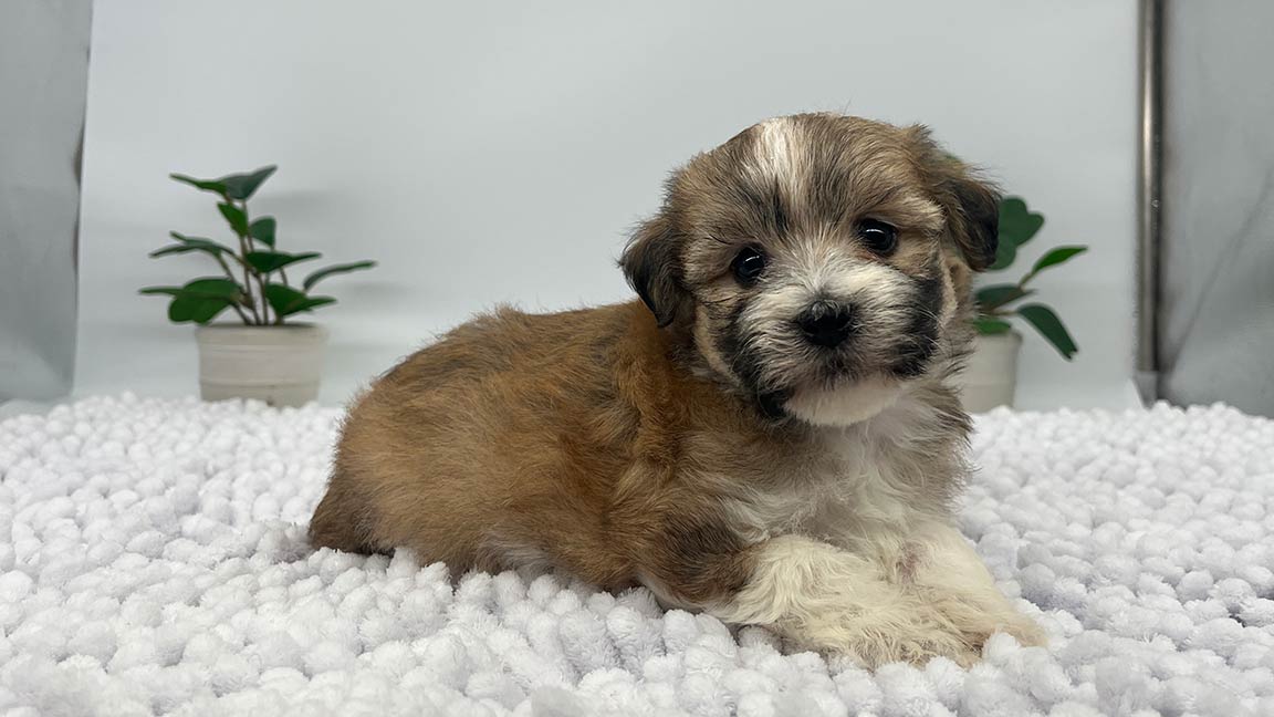 Havanese puppy lying on a white blanket
