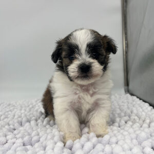 Havanese puppy on a white blanket