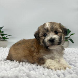 Puppy who does not have Havanese separation anxiety thanks to great training