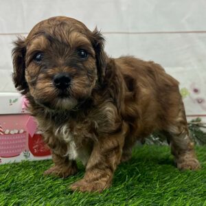 Havanese puppy standing outside in the grass