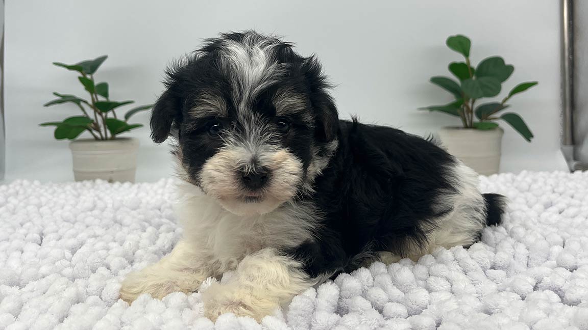 Black and white Havanese puppy lying down on a white blanket