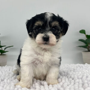 Havanese puppy with great Havanese temperament for sale at Havana Luxe Pups