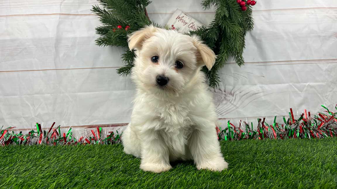 White puppy with a great Havanese temperament sitting on the grass