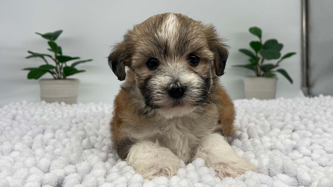 Havanese puppy with white paws on a white blanket