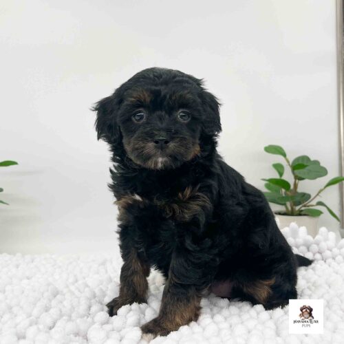 An Havapoo pup with Black~Brown markings sitting on the white carpet