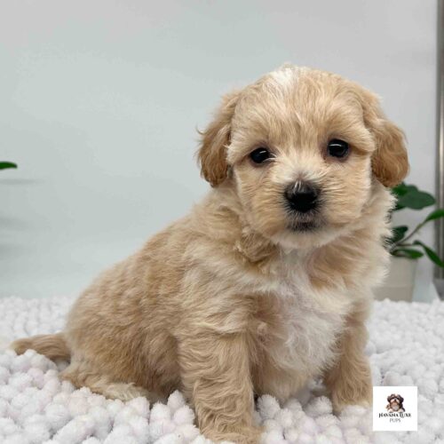 Aww such an adorable little pup sitting on the white carpet