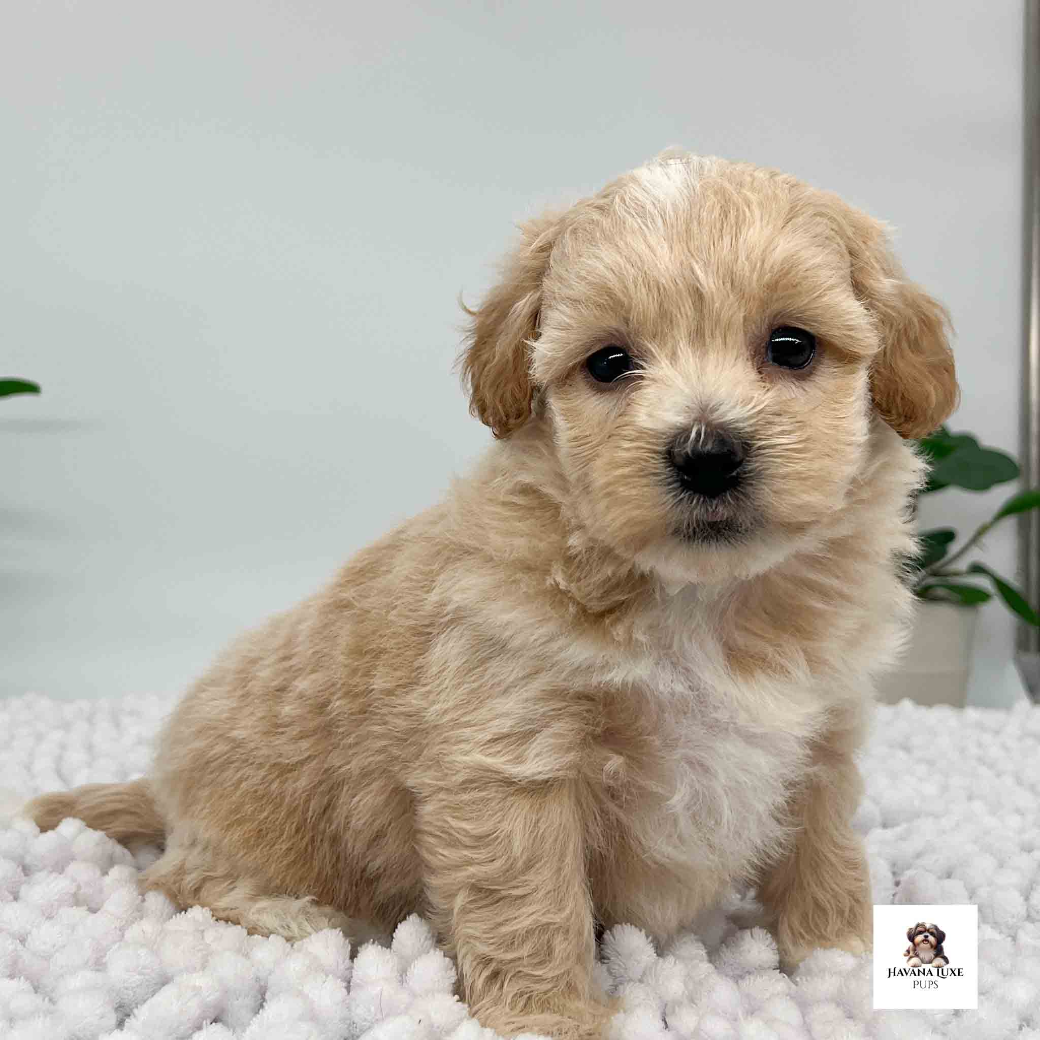 Aww such an adorable little pup sitting on the white carpet