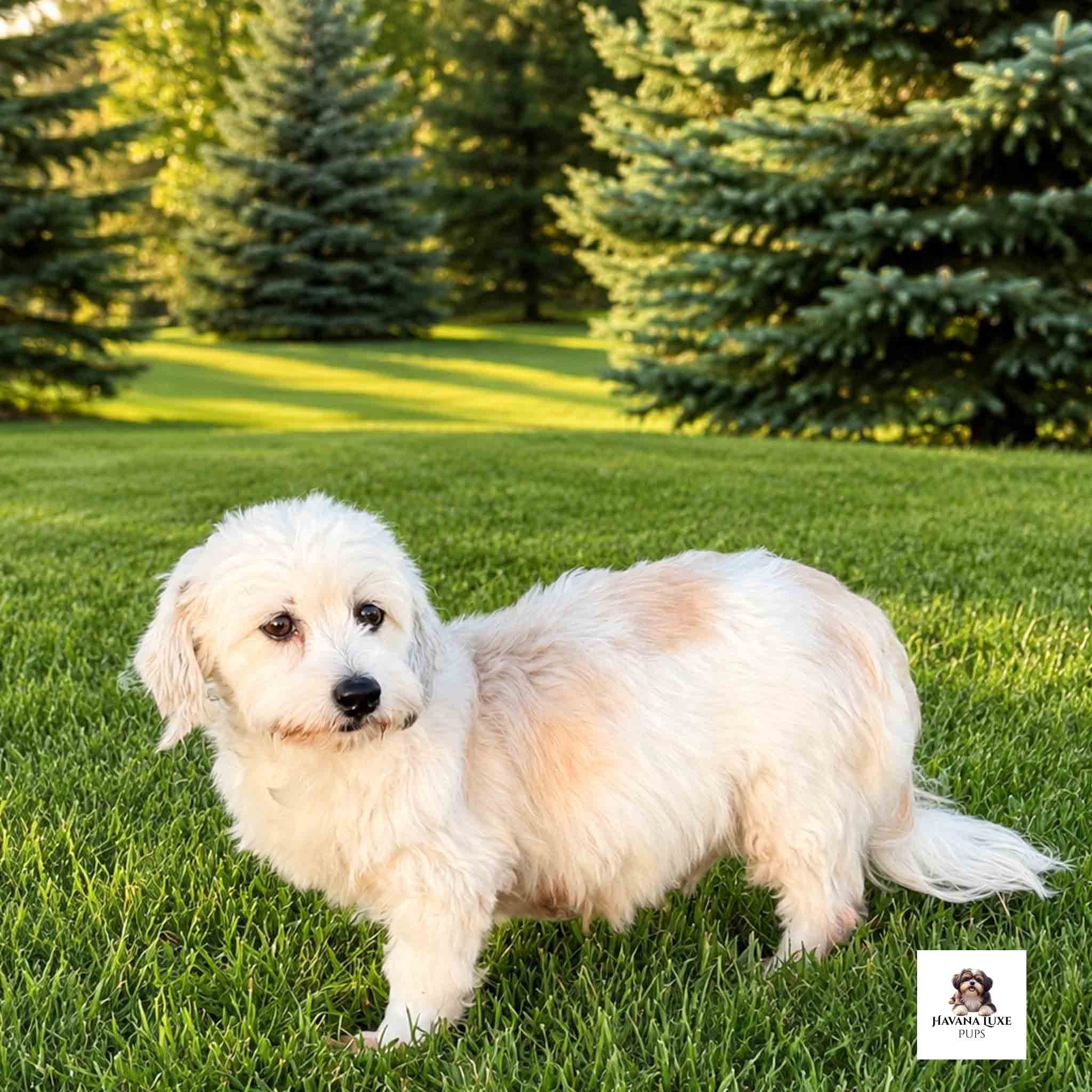 An adult Havanese dog enjoying the grass