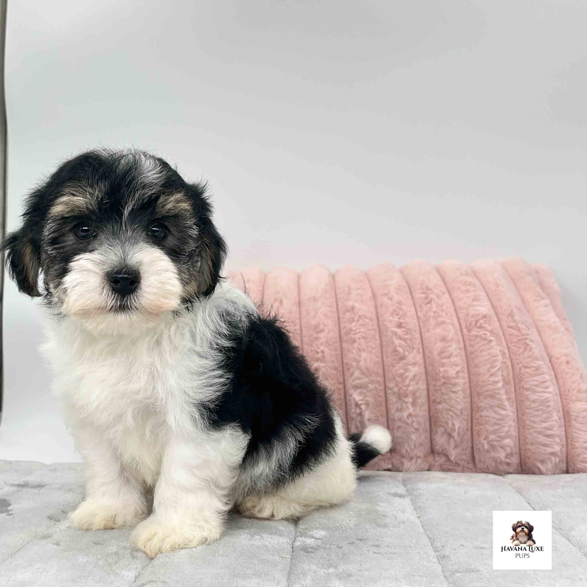 An adorable little puppy waiting on his playmates