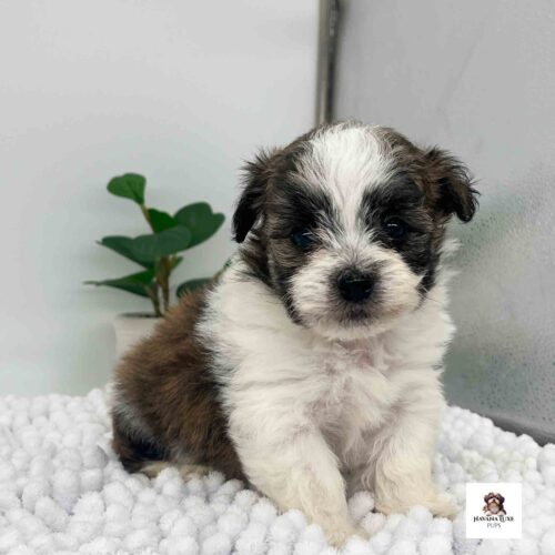 Aww an adorable little Havanese waiting for snuggles