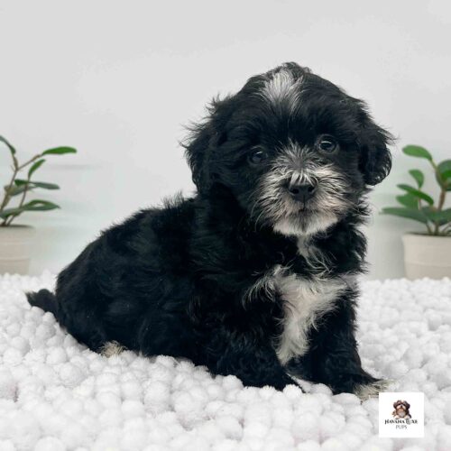 Aww look at this sweet little pup showing off his white markings