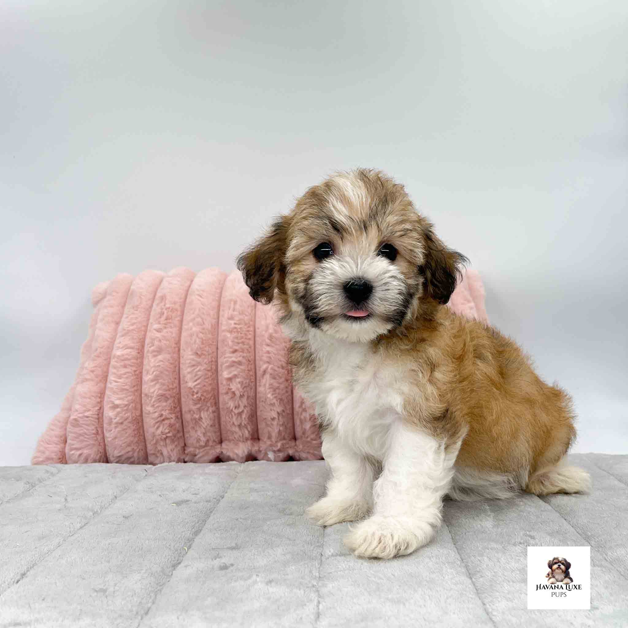 Such an adorable little puppy waiting on some snuggles