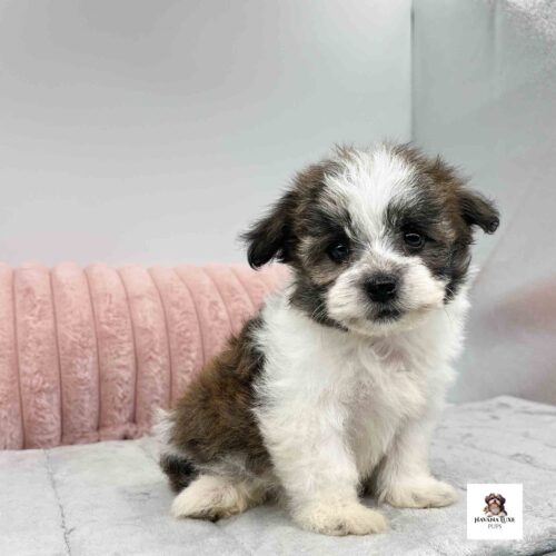 An adorable Havanese pup waiting on some friends