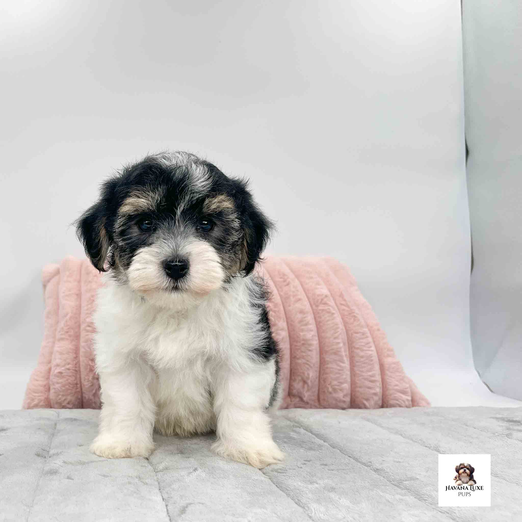 An adorable Havanese pup sitting on the grey carpet showing off his personality