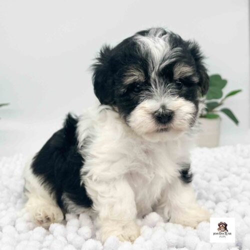 Aww look at this Black And White Havanese pup with makeup above the eyes