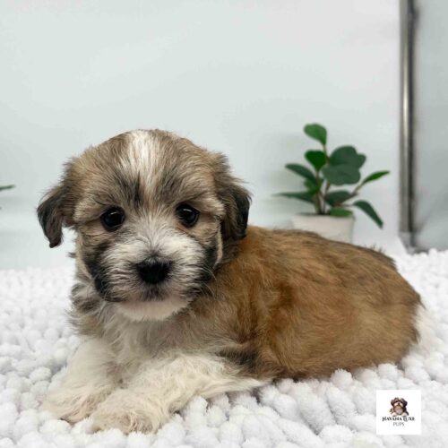 Aww look at this adorable little Havanese pup just laying there