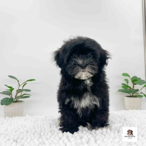 A Black and white Havapoo sitting there waiting on some friends