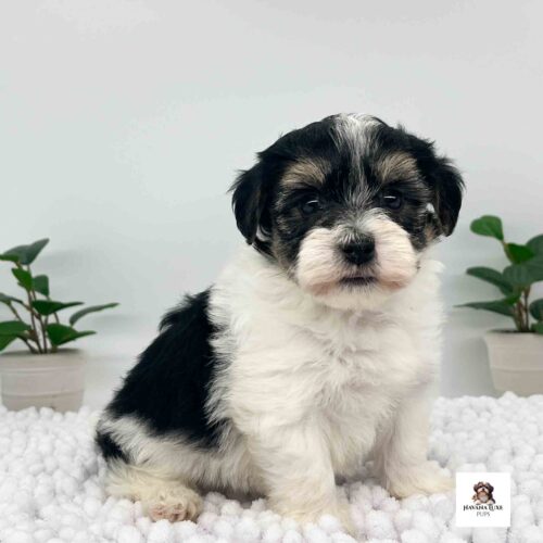 Havanese & Havapoo Puppies Untitled 2