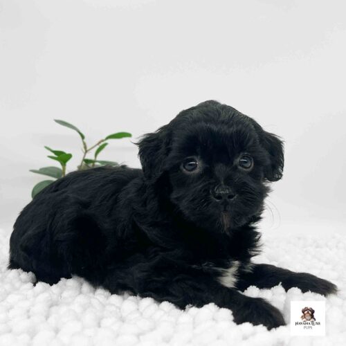 A sweet Havapoo pup laying there waiting for some friends