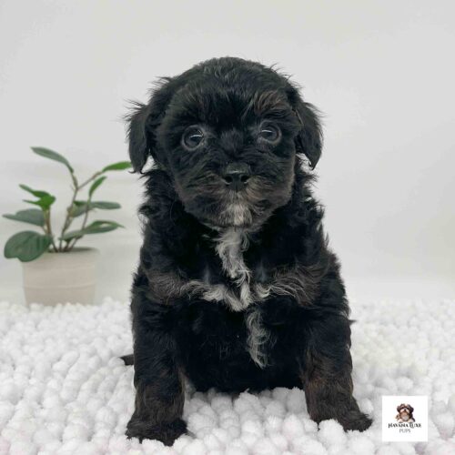 An adorable Black Havapoo With a board chest and pop eyes