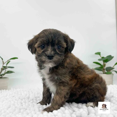 Aww look at this stunning Havapoo pup showing off his true colors