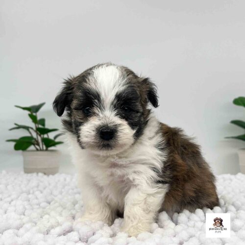 A Black~Brown and White Havanese with plants in the back