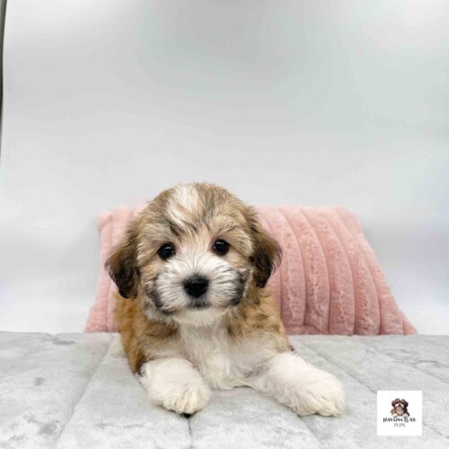 A Havanese pup with Tan and white markings