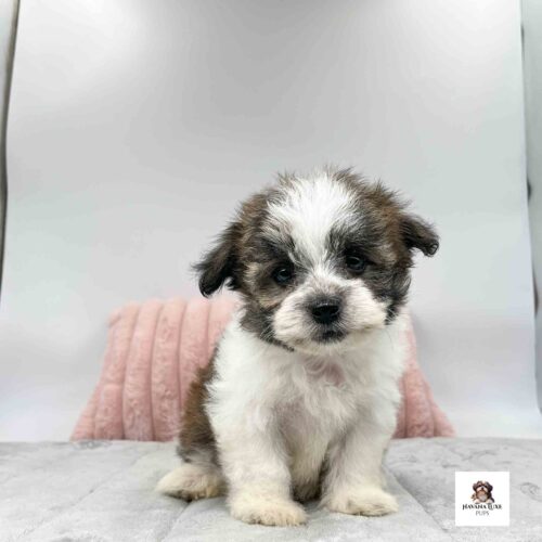 A beautiful trio colored Havanese showing off his true colors