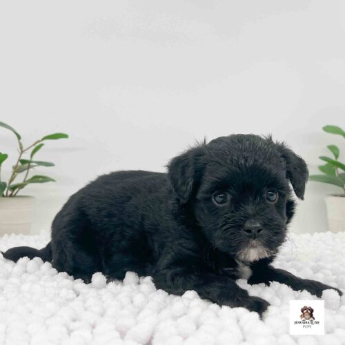 Aww such An adorable little Havapoo pup laying there
