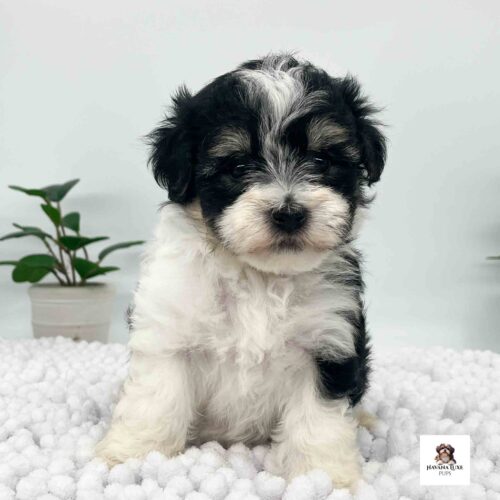 An Havanese pup sitting on the white carpet with green plants in the background