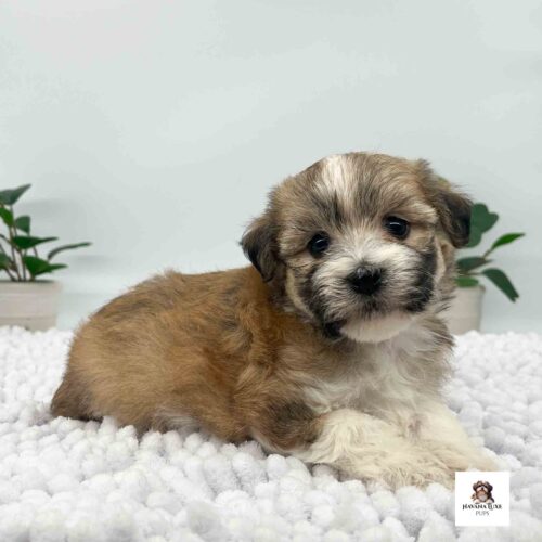 An Brown And White Havanese pup showing off her true. colors