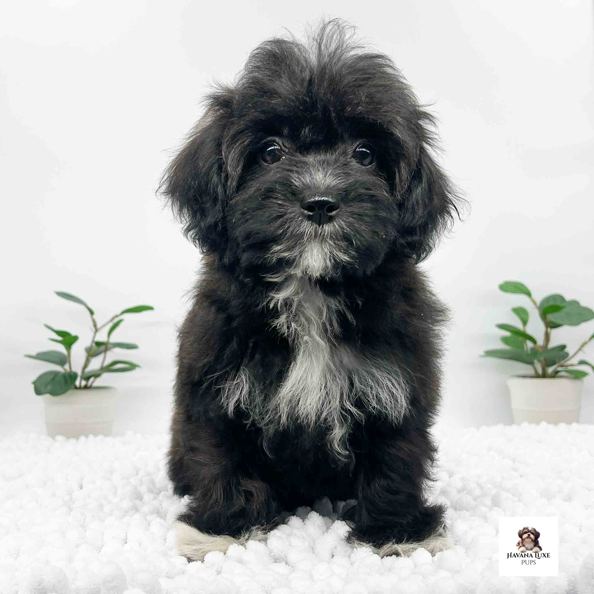 An adorable Black Havapoo waiting for some friends