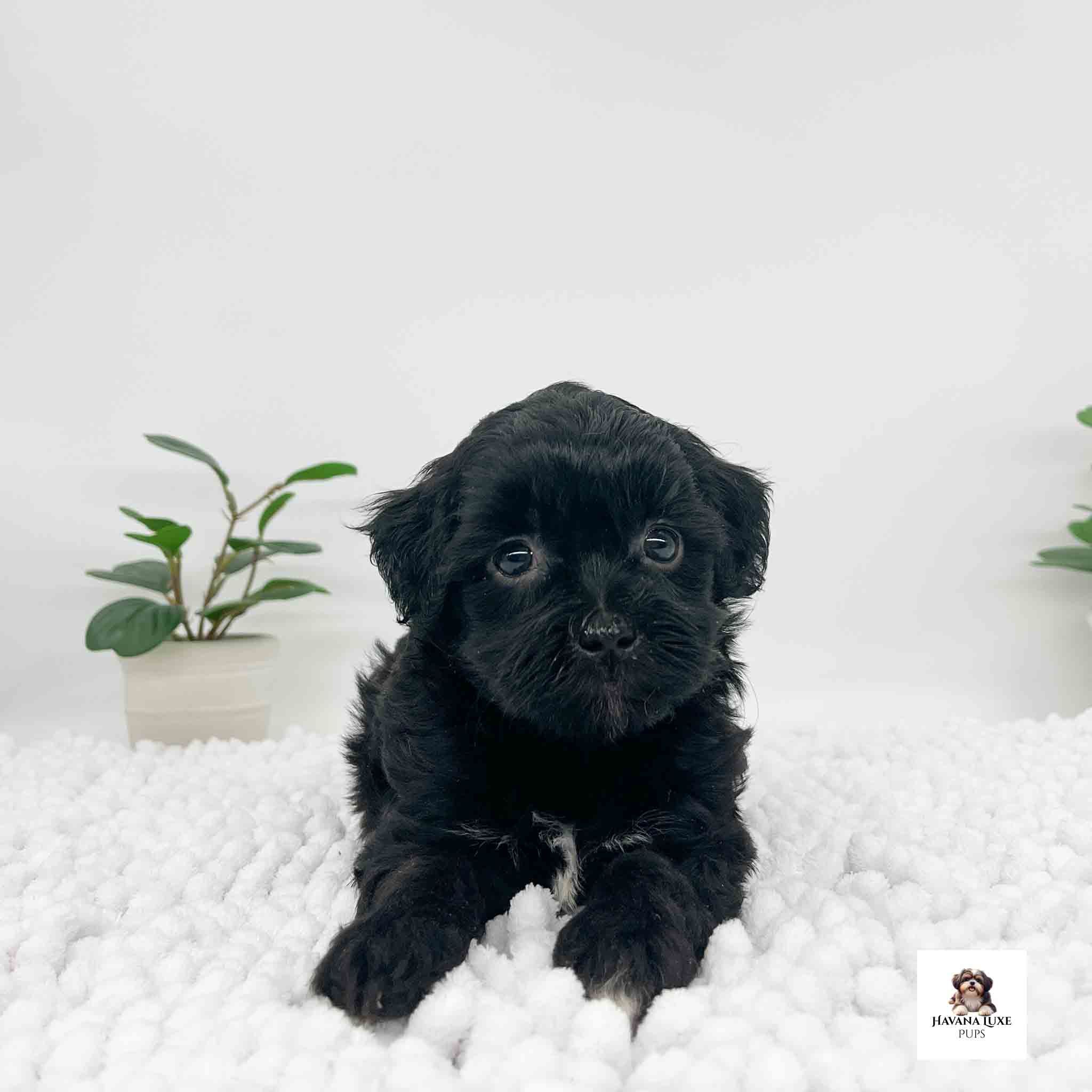 Aww an adorable Black Havapoo with white strip on the chest