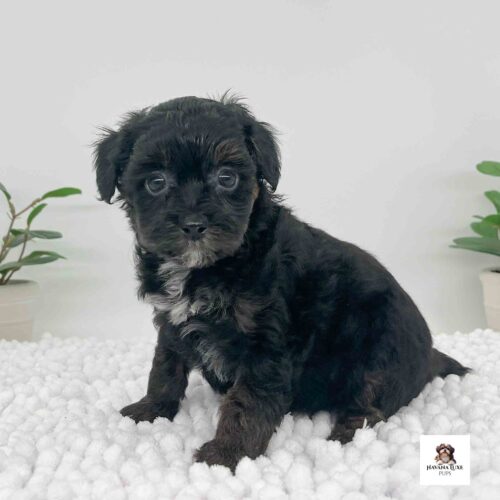 Aww such a sweet little Havapoo pup laying on the white carpet