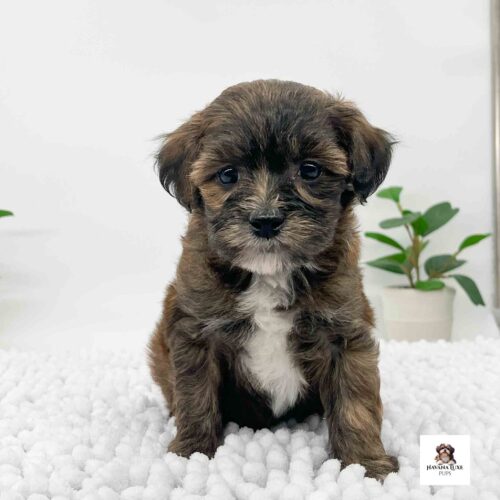 A Brownish and blackish Havapoo pup showing off his white chest