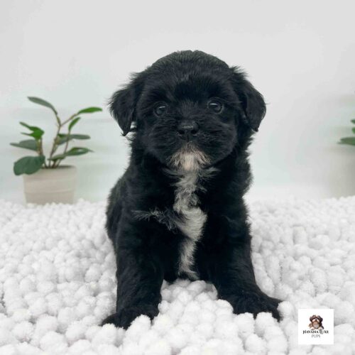 An adorable Black Havapoo showing off his White chest