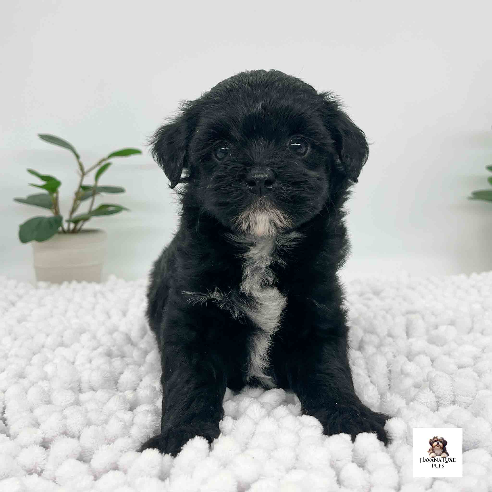 An adorable Black Havapoo showing off his White chest