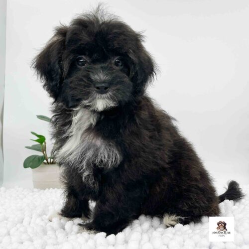 Aww look at this adorable little puppy sitting on the white carpet