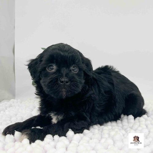 An Havapoo pup laying on a white carpet