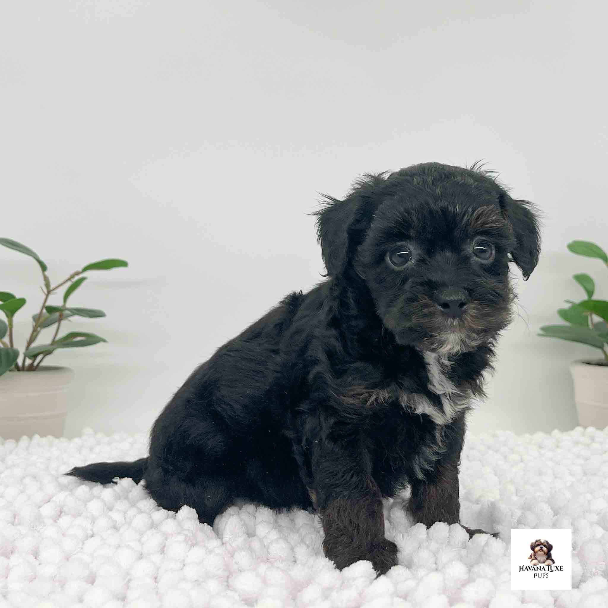 An adorable Black Havapoo puppy with some whites on it