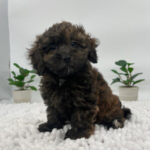 Brown and black havanese puppy 