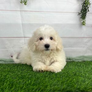 White Havanese apartment dog lying down in the grass