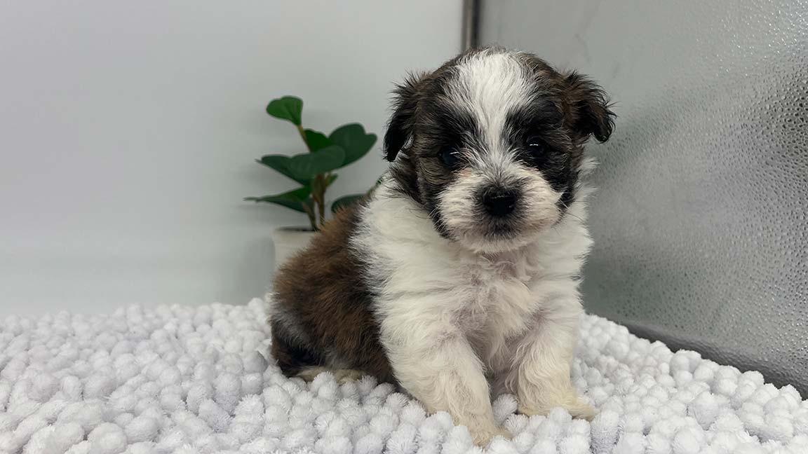 Brown and white Havanese puppy sitting on a fluffy white rug